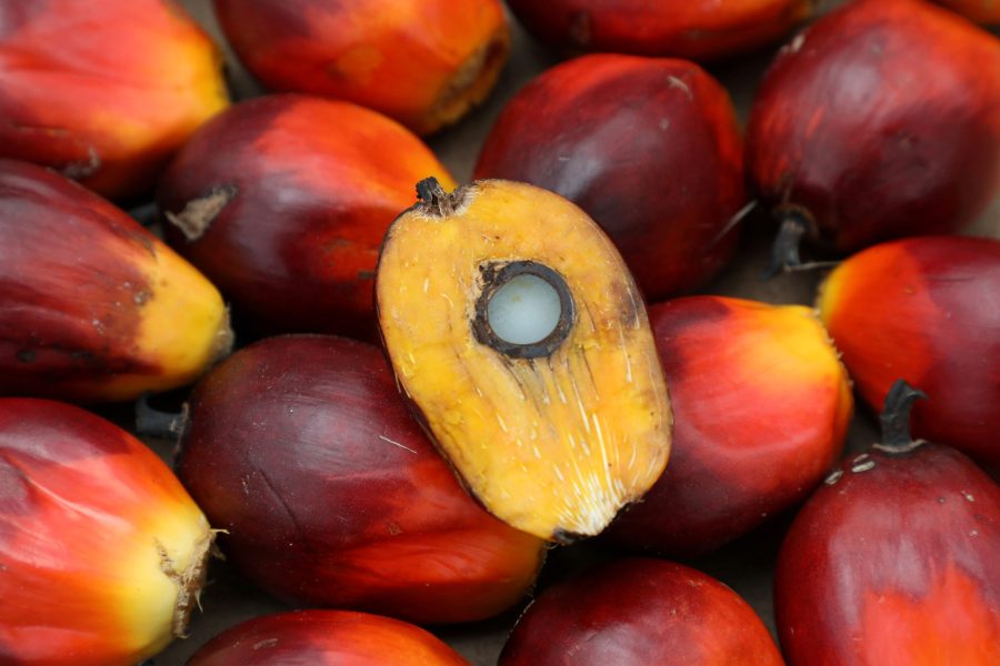 A palm oil seed is seen at a plantation in Pulau Carey, Malaysia, January 31, 2020. Picture taken January 31, 2020. REUTERS/Lim Huey Teng/File Photo